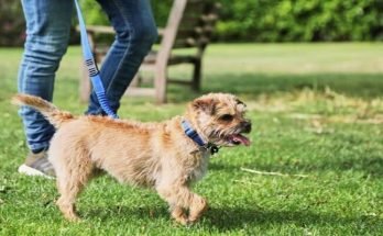 Are Border Terriers Easy to Train