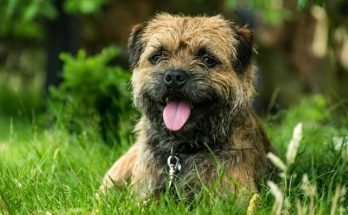 Border Terrier Behaviour Problems