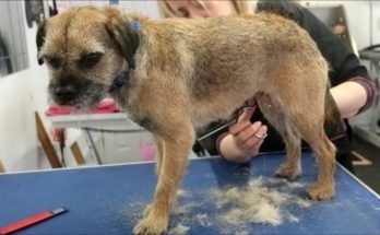 What Happens if you Don't Strip a Border Terrier