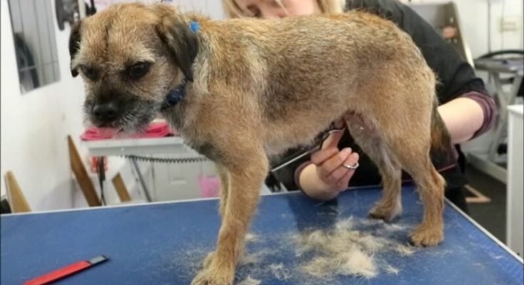 What Happens if you Don't Strip a Border Terrier