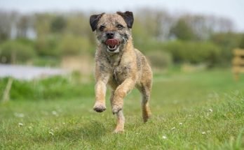 Border Terrier Personality And Characteristics