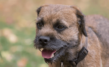 Do Border Terriers Bark