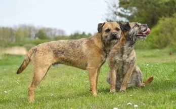 Do Border Terriers Shed