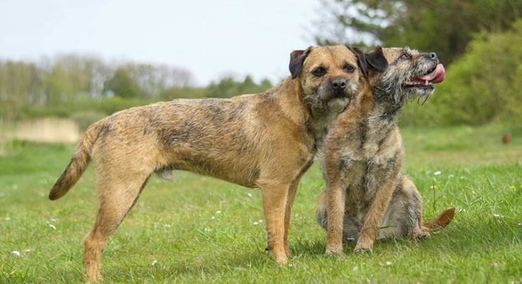 Do Border Terriers Shed