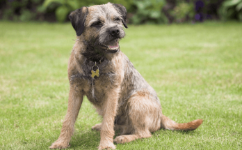 How to Socialize Border Terriers