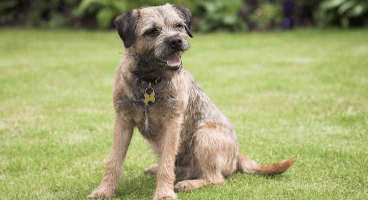 How to Socialize Border Terriers