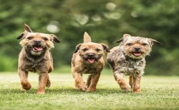 What Do Border Terriers Dislike