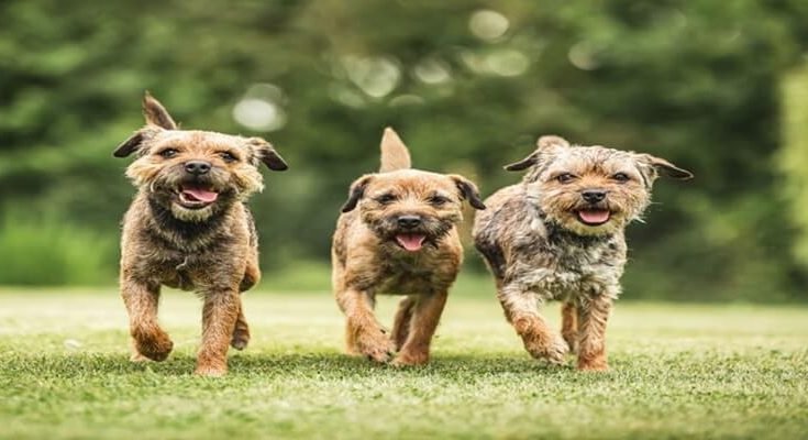 What Do Border Terriers Dislike