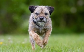 Border Terrier Care