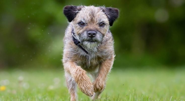 Border Terrier Care